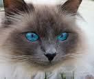 cel mai bun e......... - shi asta al meu - cel mai misto avatar