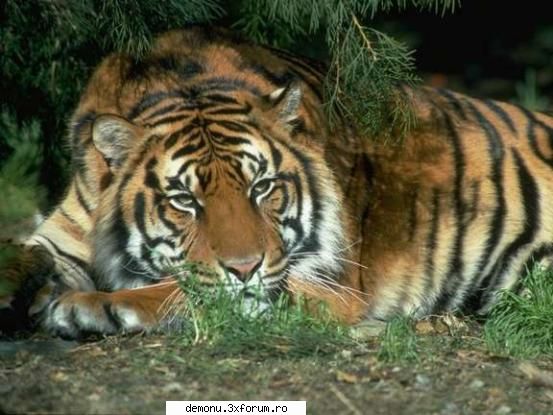 semnatura ta e..... - ba e misto semnatura mea??? - cea mai faina semnatura